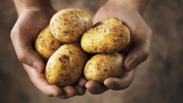 Amazing dejstva o krompirju: resnica o škroba