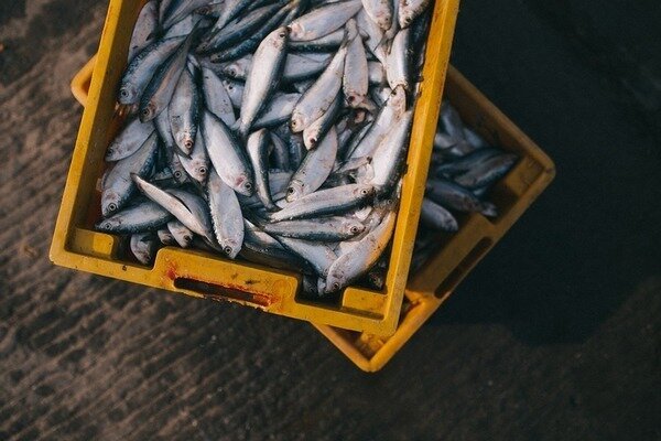 Ribe lahko kupite brez strahu - ujete so jih zjutraj (Foto: Pixabay.com)