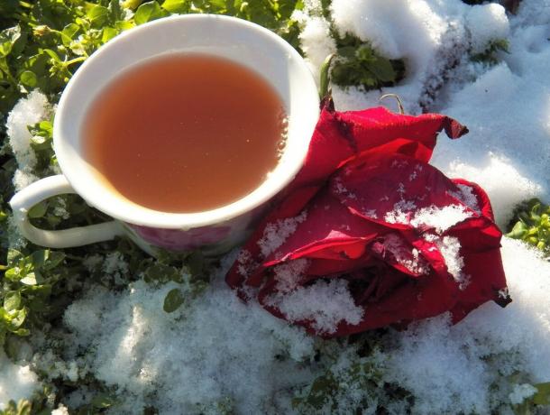Čaj iz cvetni listi vrtnice