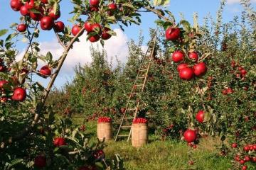 10 razlogov za uživanje jabolk vsak dan