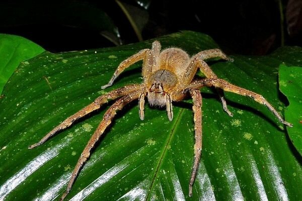 Ugriz celo majhnih pajkov je lahko nevaren (Foto: topcafe.su)